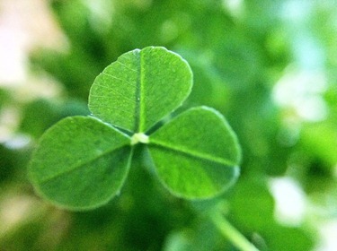 Shamrock